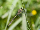 Cordulegaster boltonii